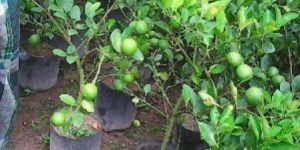 Natural Lemon Plant