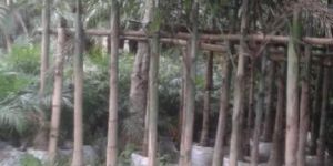 Timber Plant