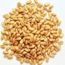 Wheat Seeds