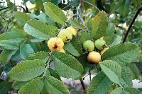 Guava Plant