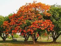 Gulmohar Plant