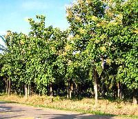 Teak Plant