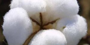 Raw Cotton