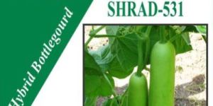 Hybrid Bottle Gourd