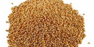 Sorghum Seeds