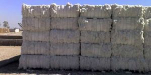 Cotton Bale
