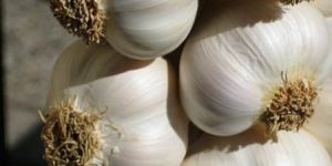 Garlic