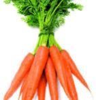Carrot