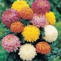 Chrysanthemum Flower