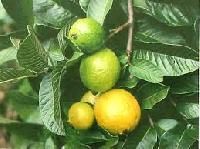 Guava Plant