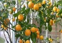 Lemon Plant