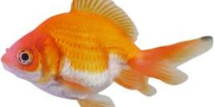 FROZEN BIG MOUTH CROAKER