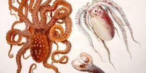 Frozen Octopus Whole