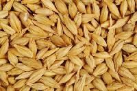 Food Grain Seed