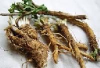 Chicory Root