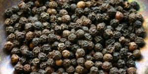 Black Pepper Seeds