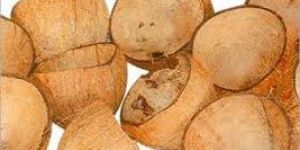 Coconut Shells