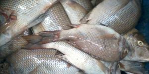 Fresh Chilled Emperor Fish