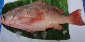 Fresh Chilled Red Snapper Fish