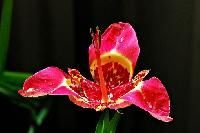 Exotic Flowers