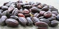 Jojoba Seed