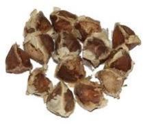 Organic Moringa Seeds