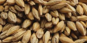 Barley