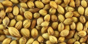 Coriander Seed