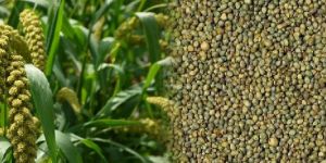 Green Millet