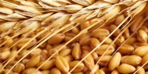 Wheat