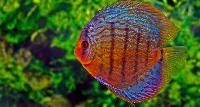 Ornamental Fish