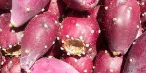 Prickly Pear Fruits