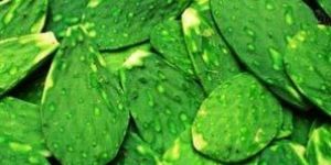 Prickly Pear Leaves