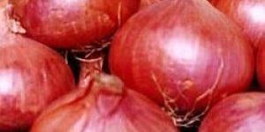Red Onion