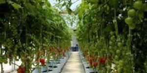 Green Isle Grow Cube