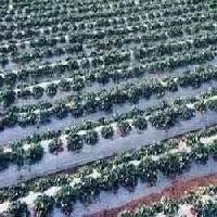 Mulching Film