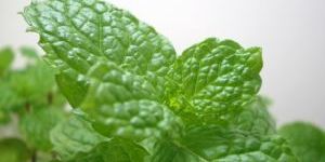 Stevia Herbal Plants