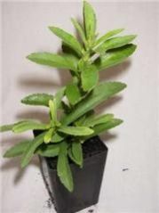 Stevia Plants