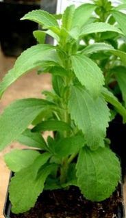 Stevia Plants Worldwide