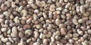 Raw Cashew Nuts