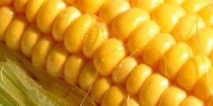 Yellow Maize