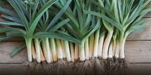 Fresh Leeks