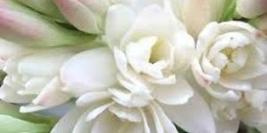 Fresh Tuberose Flowers
