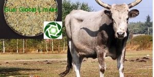 Guar Gum Korma for Grown up Males