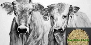 Guar Korma Cattle Feed