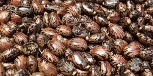 Castor Seeds