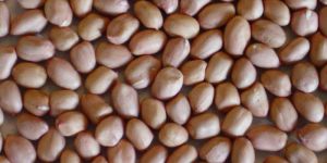 Ground Nuts