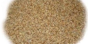 Millet Seeds