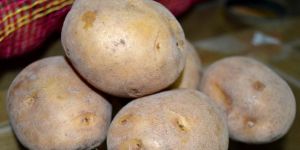 Potato