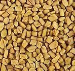Fenugreek Seed